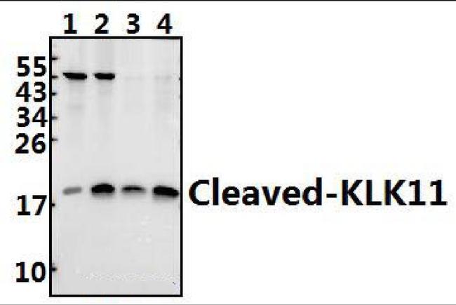 Kallikrein 11 (Cleaved Ile54) Antibody in Western Blot (WB)