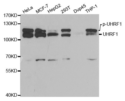 UHRF1 Antibody in Western Blot (WB)