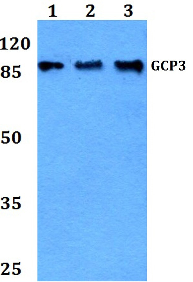 GCP3 Antibody in Western Blot (WB)