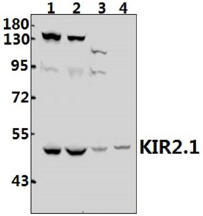 Kir2.1 (KCNJ2) Antibody in Western Blot (WB)