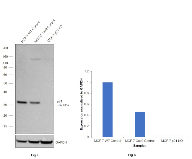 Phospho-p21 (Thr145) Antibody in Western Blot (WB)