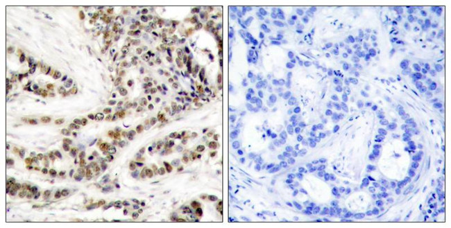 Phospho-CREB (Ser129) Antibody in Immunohistochemistry (Paraffin) (IHC (P))