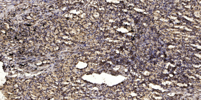 Phospho-KV2.1 (Ser805) Antibody in Immunohistochemistry (Paraffin) (IHC (P))