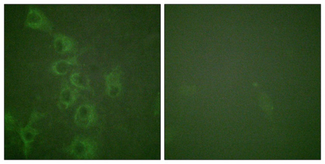 Phospho-HRH1 (Ser398) Antibody in Immunocytochemistry (ICC/IF)