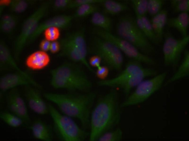 Phospho-c-Jun (Thr239) Antibody in Immunocytochemistry (ICC/IF)