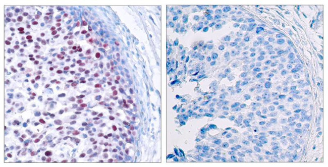 Phospho-c-Jun (Thr239) Antibody in Immunohistochemistry (Paraffin) (IHC (P))