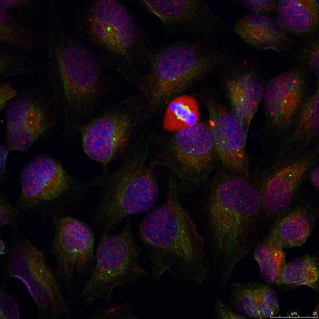 Phospho-NFkB p50 (Ser337) Antibody in Immunocytochemistry (ICC/IF)