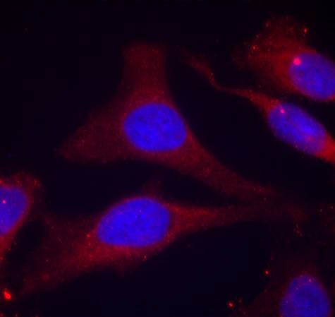 Phospho-SHP-1 (Tyr536) Antibody in Immunocytochemistry (ICC/IF)