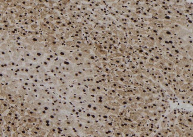 Phospho-SHP-1 (Tyr564) Antibody in Immunohistochemistry (Paraffin) (IHC (P))