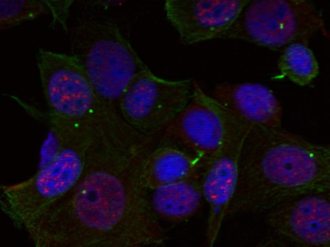 Phospho-c-Rel (Ser503) Antibody in Immunocytochemistry (ICC/IF)