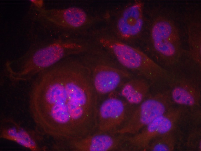 Phospho-NFkB p65 (Ser276) Antibody in Immunocytochemistry (ICC/IF)