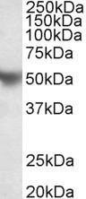 Apolipoprotein H Antibody in Western Blot (WB)