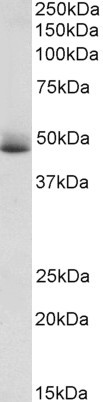 Apolipoprotein H Antibody in Western Blot (WB)