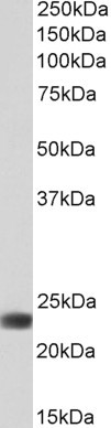 Flavin reductase Antibody in Western Blot (WB)