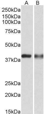 CAPG Antibody in Western Blot (WB)