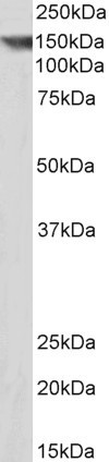 Contactin 1 Antibody in Western Blot (WB)