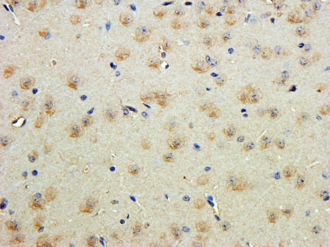 Contactin 1 Antibody in Immunohistochemistry (Paraffin) (IHC (P))