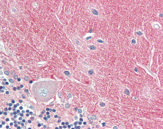 Contactin 1 Antibody in Immunohistochemistry (Paraffin) (IHC (P))