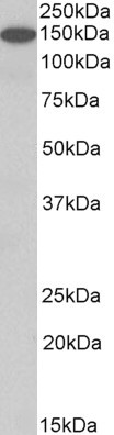 Contactin 1 Antibody in Western Blot (WB)