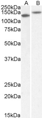 Contactin 1 Antibody in Western Blot (WB)