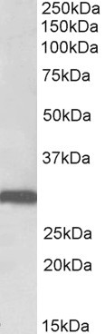 Stomatin Antibody in Western Blot (WB)