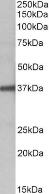 FUT2 Antibody in Western Blot (WB)