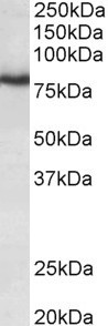 KV3.3 (KCNC3) Antibody in Western Blot (WB)