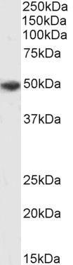 P2X4 Antibody in Western Blot (WB)