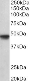 OCT6 Antibody in Western Blot (WB)