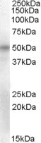 OCT6 Antibody in Western Blot (WB)