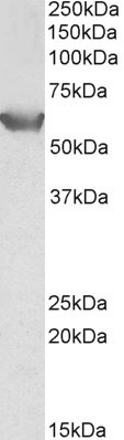 SLC22A3 Antibody in Western Blot (WB)