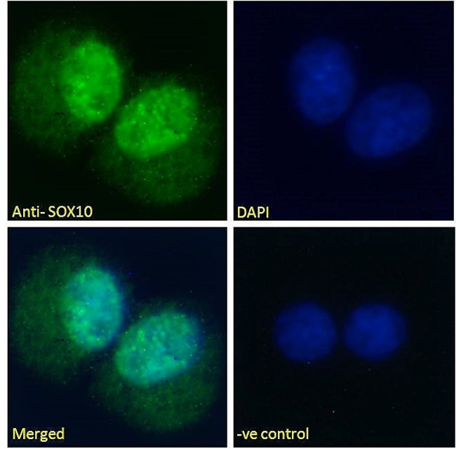 SOX10 Antibody in Immunocytochemistry (ICC/IF)