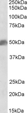 SOX10 Antibody in Western Blot (WB)