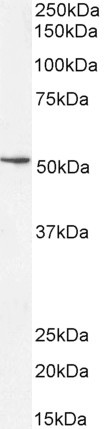 SOX10 Antibody in Western Blot (WB)