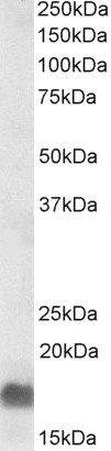 EDF1 Antibody in Western Blot (WB)