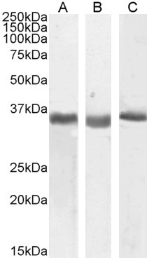 SPON2 Antibody in Western Blot (WB)