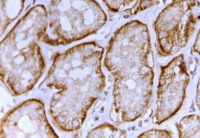 SLC26A1 Antibody in Immunohistochemistry (Paraffin) (IHC (P))