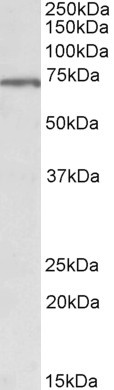 MLC1 Antibody in Western Blot (WB)