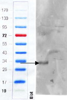 CD97 Antibody in Western Blot (WB)