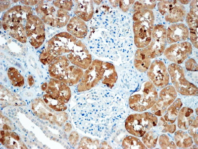 Sclerostin Antibody in Immunohistochemistry (Paraffin) (IHC (P))