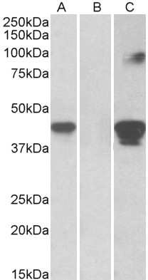 SLAMF8 Antibody in Western Blot (WB)