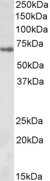 Zfp157 Antibody in Western Blot (WB)