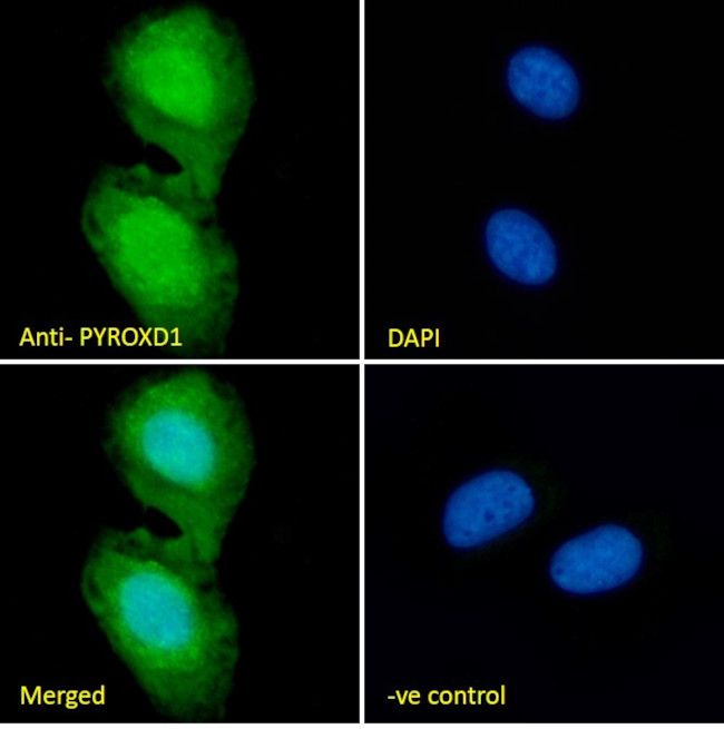 PYROXD1 Antibody in Immunocytochemistry (ICC/IF)