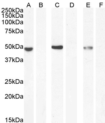 NAT8L Antibody in Western Blot (WB)