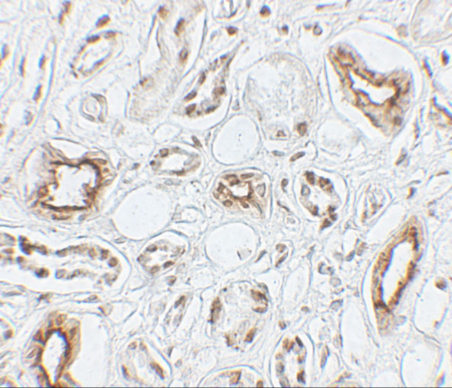 Aquaporin 2 Antibody in Immunohistochemistry (Paraffin) (IHC (P))