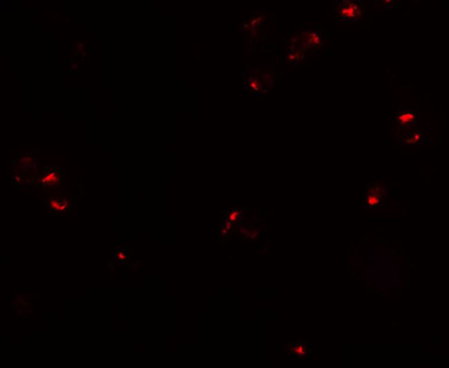 CD133 Antibody in Immunocytochemistry (ICC/IF)