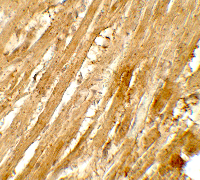 WAPL Antibody in Immunohistochemistry (Paraffin) (IHC (P))