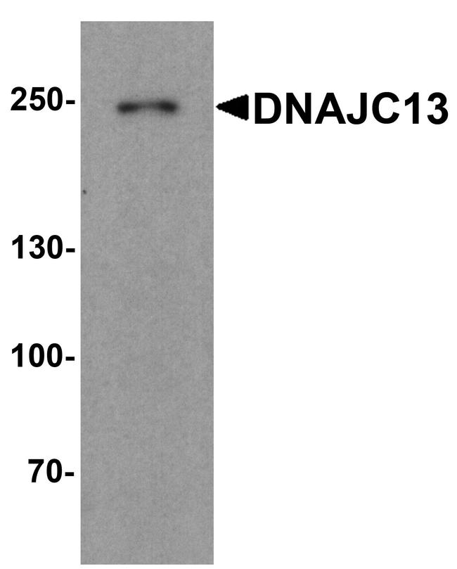 DNAJC13 Antibody in Western Blot (WB)