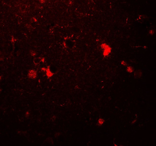 ULK3 Antibody in Immunohistochemistry (Paraffin) (IHC (P))