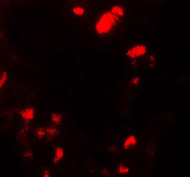 UBIAD1 Antibody in Immunohistochemistry (Paraffin) (IHC (P))